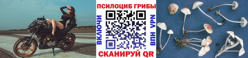 Галлюциногенные грибы Psilocybe Чернушка